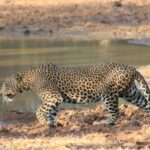 From Ella: Yala National Park Safari & Transfer to Galle - Visibility, Wildlife, and Photography Tips
