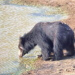 From Ella: Yala Safari & Drop at : Arugambay - Exploring the Itinerary in Detail