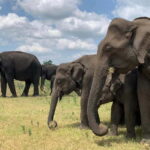 From Ella: Yala Safari & Drop at : Arugambay - Detailed Review of the Yala Safari Experience