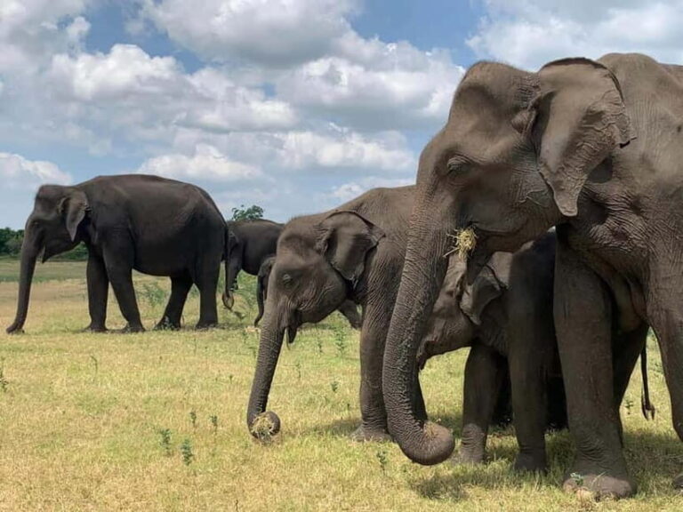 From Ella: Yala Safari & Drop at : Arugambay - Detailed Review of the Yala Safari Experience