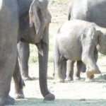 From Ella: YALA SAFARI TOUR & Galle/Mirissa/Tangalle transfer - A Closer Look at the Yala National Park Itinerary