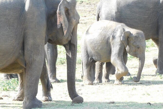 From Ella: YALA SAFARI TOUR & Galle/Mirissa/Tangalle transfer - A Closer Look at the Yala National Park Itinerary