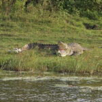 From Ella: Yala Safari Tour with Drop at Tangalle/Hiriketiya - Pricing and What’s Included