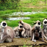 From Ella: Yala Safari & Transfer to Tangalle/Mirissa/Galle - The Practical Aspects: What to Expect & Value