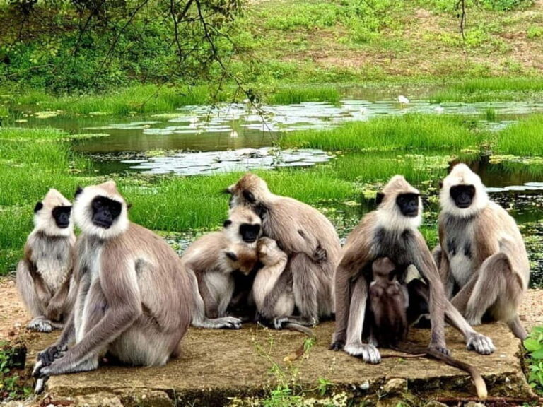 From Ella: Yala Safari & Transfer to Tangalle/Mirissa/Galle - The Logistics and Practicalities