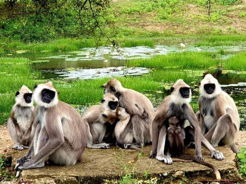 From Ella: Yala Safari & Transfer to Tangalle/Mirissa/Galle - The Practical Aspects: What to Expect & Value