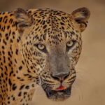 From Ella: Yala Safari with Tangalle/Mirissa/Galle Drop-off - The Yala National Park Safari: Wildlife in Action