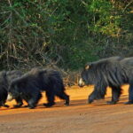 From Ella - Yala Safari with Transfer Option to Other Locations - Why This Tour Is a Great Choice
