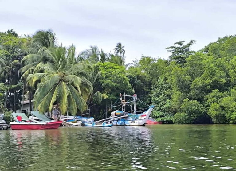 From Galle: Madu River Safari & Turtle Hatchery Visit - Authentic Experiences and Personal Insights