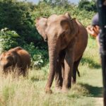 From Galle: Udawalawe National Park Elephant Safari - The Itinerary Breakdown