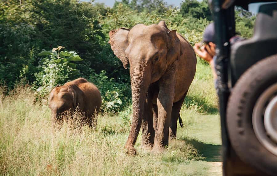 From Galle: Udawalawe National Park Elephant Safari - The Itinerary Breakdown