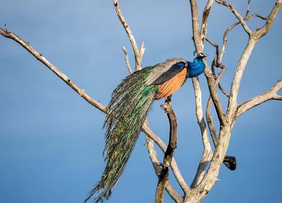 From Galle: Udawalawe National Park Elephant Safari - An In-Depth Look at the Udawalawe Safari from Galle