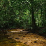 From Galle/Weligama/Mirissa/Matara: Day Trip to Sinharaja - Is It Worth the Price?