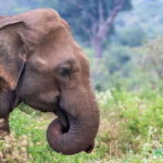 From Galle: Yala Day Trip with Free Entrance and Food - Analyzing the Price and Value