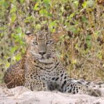 From Hambantota Port: All Inclusive Half Day Safari in Yala - Who Will Love This Safari?