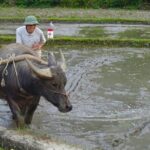From Hanoi: THE BEST Day Trip to Mai Chau Explore Rural Villages - What Makes This Tour Stand Out?