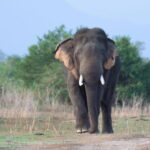 From: Hiriketiya/ Tangalle - Udawalawe Safari - To: Ella - An In-Depth Look at the Tour Experience