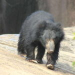 From: Hiriketiya/ Tangalle - YALA Safari Tour - What to Expect from the YALA Safari Tour