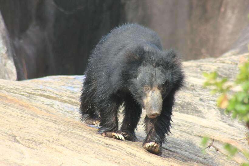 From: Hiriketiya/ Tangalle - YALA Safari Tour - What to Expect from the YALA Safari Tour