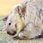 From Hobart: Day Tour to Maria Island with Bus Connection - The Cruise Experience: Scenic, Informative, and Comfortable