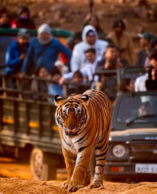 From Jaipur : 2 Days 1 Night Ranthambore Tiger Safari Tour - What Makes This Tour Stand Out?