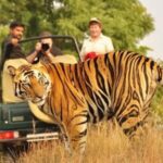 From Jaipur: Private Ranthambore Park Trip with Tiger Safari - An In-Depth Look at the Tour Experience