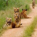 From Jaipur: Ranthambore National Park Day Trip with Safari - Arriving at Ranthambore: Entry Formalities and Briefing