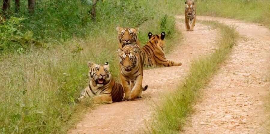 From Jaipur: Ranthambore National Park Day Trip with Safari - Arriving at Ranthambore: Entry Formalities and Briefing