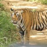 From Jaipur Ranthambore National Park Day Trip with Safari - What Reviewers Say