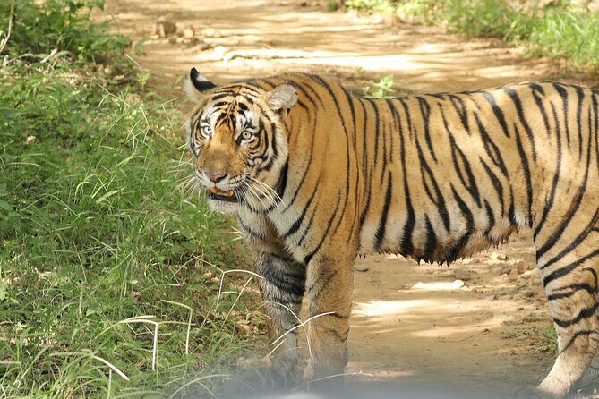 From Jaipur Ranthambore National Park Day Trip with Safari - What Reviewers Say