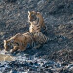 From Jaipur: Ranthambore National Park Day Trip with Safari - Deep Dive into the Itinerary