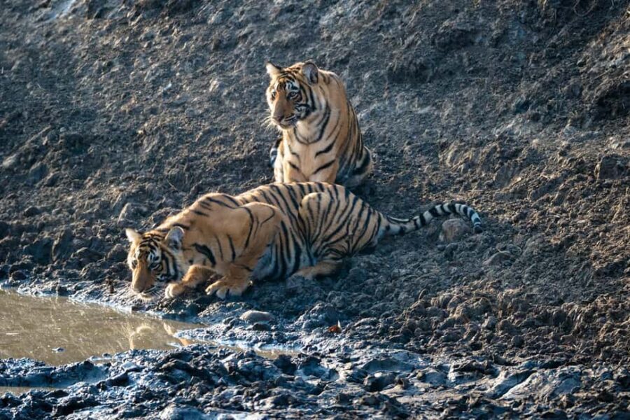 From Jaipur: Ranthambore National Park Day Trip with Safari - Deep Dive into the Itinerary