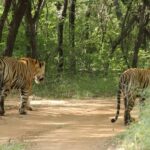 From Jaipur: Ranthambore National Park Day Trip with Safari - The Journey Begins: From Jaipur to Ranthambore