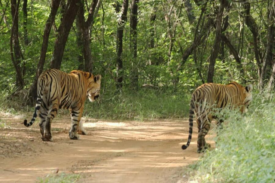 From Jaipur: Ranthambore National Park Day Trip with Safari - The Journey Begins: From Jaipur to Ranthambore