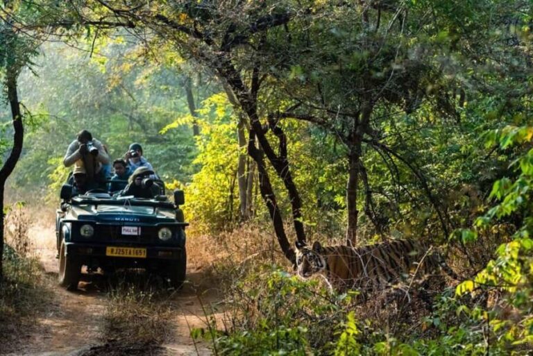 From Jaipur: Ranthambore National Park Safari with Transfers - The Overall Experience: Practicalities and Value