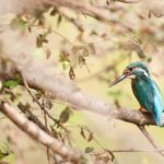 From Jaipur: Ranthambore Tiger National Park Tour (02 Days) - What Makes This Tour Stand Out