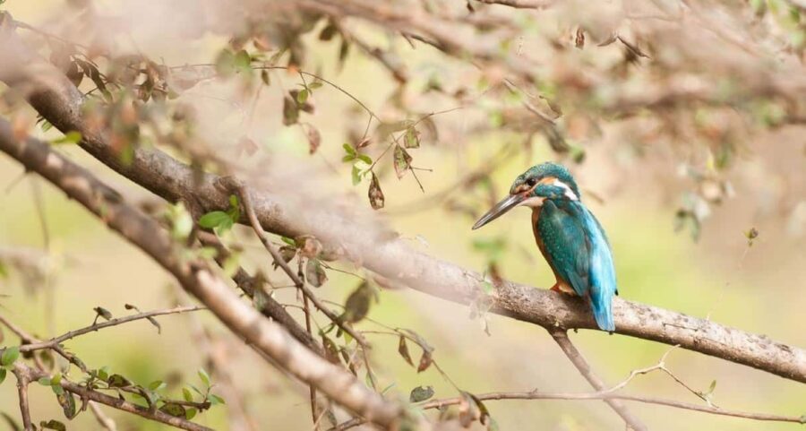 From Jaipur: Ranthambore Tiger National Park Tour (02 Days) - What Makes This Tour Stand Out