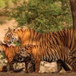 From Jaipur: Ranthambore Tiger Safari Day Trip with Transfer - Safari Experience: What to Expect
