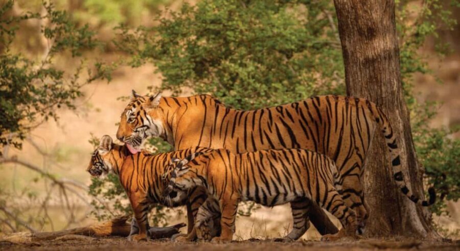From Jaipur: Ranthambore Tiger Safari Day Trip with Transfer - Safari Experience: What to Expect