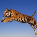 From Jaipur: Ranthambore Tiger Safari Same Day Trip - What’s Included and What’s Not