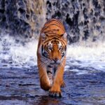 From Jaipur: Ranthambore Tiger Safari Same Day Trip - Detailed Breakdown of the Itinerary