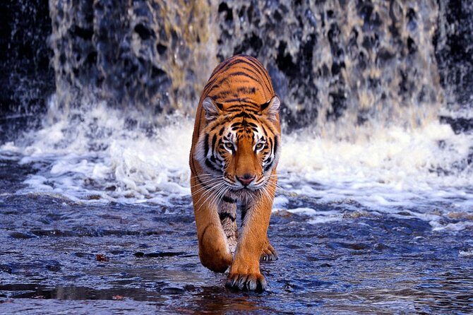 From Jaipur: Ranthambore Tiger Safari Same Day Trip - Detailed Breakdown of the Itinerary