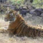 From Jaipur: Sariska National Park Day trip with Safari - Starting from Jaipur: The Drive to Sariska