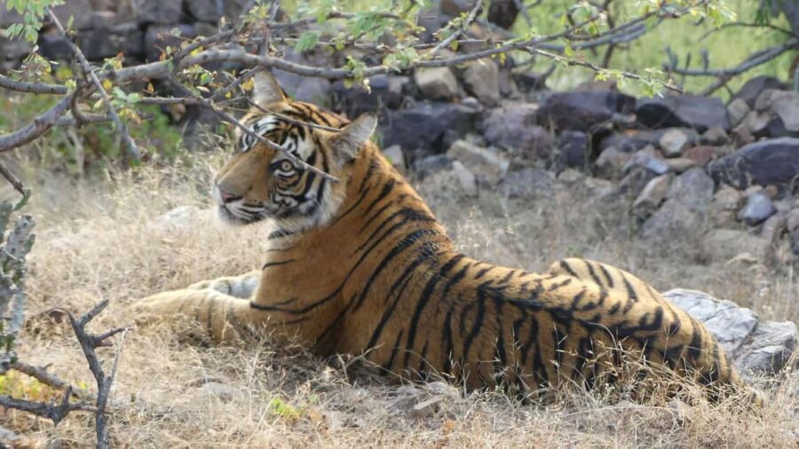 From Jaipur: Sariska National Park Day trip with Safari - Starting from Jaipur: The Drive to Sariska