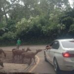 From Jakarta: Private Taman Safari Day Tour - Why You Should Consider the Private Taman Safari Tour