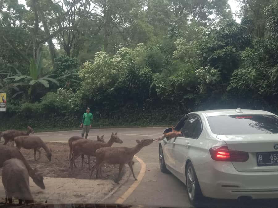 From Jakarta: Private Taman Safari Day Tour - Why You Should Consider the Private Taman Safari Tour