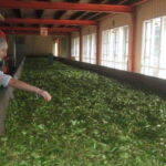 From Kandy: All Inclusive Kandy, Pinnawala & Tea Plantation - Practical Details and Tips