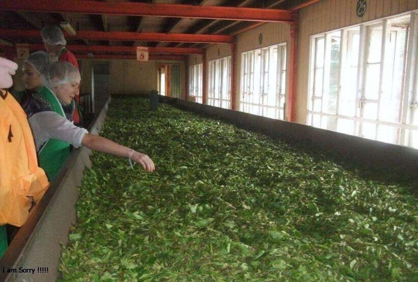 From Kandy: All Inclusive Kandy, Pinnawala & Tea Plantation - Practical Details and Tips