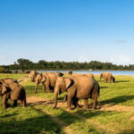 From Kandy: Sigiriya Rock Fortress and Wildlife Safari - The Sigiriya Museum