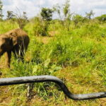 From Kandy: Sigiriya Rock Fortress and Wildlife Safari - What Travelers Can Expect